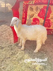  1 كبش رملي اصل