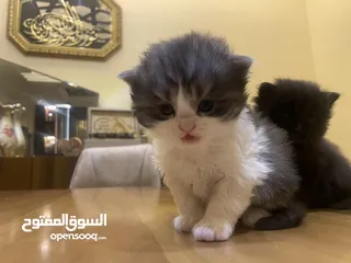  5 قطط اناث عمرن شهر