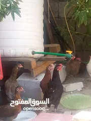  4 دجاجه للبيع