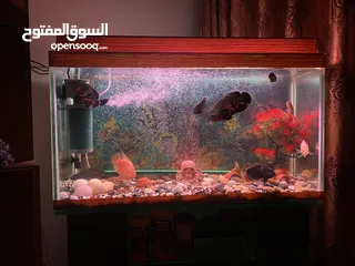  13 حوض سمك اوسكر كامل اغراضو للبيع