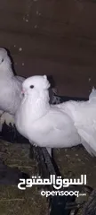  7 حمام  هزاز ابيض