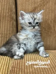  11 5 قطط هملايا للبيع – نابلس
