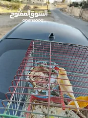  29 جوز جاهزات أهالي فراخ الذكر كرزي