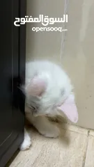  3 برتش مكس شيرازي