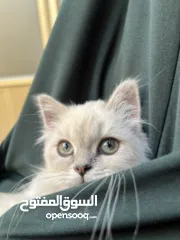  2 قطة سكوتش ستريت