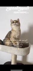  2  قطط شانشيلا مستوا بسعر رمزي