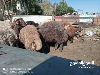  7 خرفان أضاحي وزن ثقيل نخب 60 كيلو قائم العمر 9 شهور و اكثر