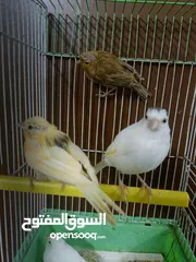  4 متاح مخليف كنار جزري ابيض اقرا الواصف