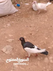  9 حمام للبيع