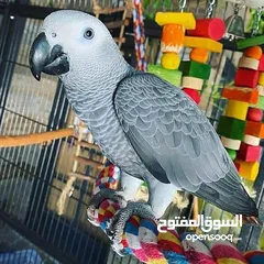  2 الببغاوات الرمادية الأفريقية