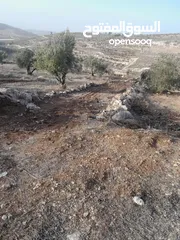  6 ارض مزروعة زيتون للبيع