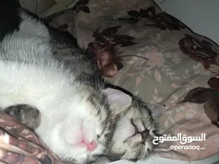  4 قطةانثى   كتن عمر 35 يوم