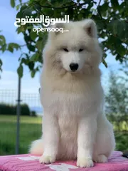  17 Pomeranian   Samoyed    Giant Malamute