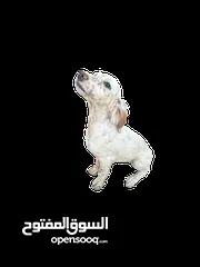  6 انجلش سيتر بسعر مغري