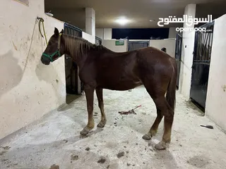  3 فرس عرق عربي للبيع