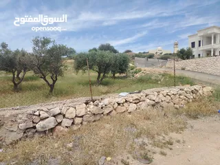  19 دنم مميز بطنا ع شارعين قرب شارع الستين الجديد