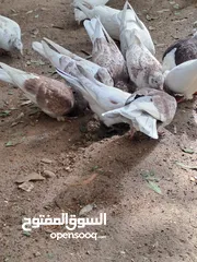  1 حمام بحاله جيده شوف الوصف