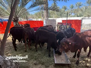  1 للبيع عجلان أثيوبيه و صوماليه