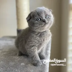  3 Scottish Fold Kitten