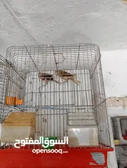  6 جوز كنار جوكر