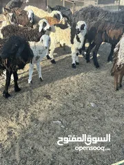  1 ابحث عن جعد تهجين عماني نجدي اللي معه يجي وتساب