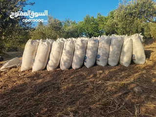 2 تبن احمر بيقيا