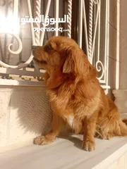 9 كلب للبيع أليف لعوب جدا بحب الناس