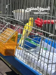  1 ثلث حبات كنار