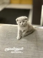  13 SCOTTISH FOLD AND BRITISH SHORT HAIR