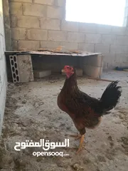  2 جاج بلدي للبيع