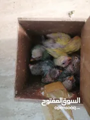  3 فروخ بركديلو