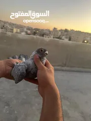 10 تنظيف سطح جوزين بسعر حرق