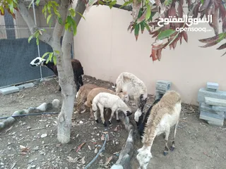  4 جعد هن واولادهن للبيع