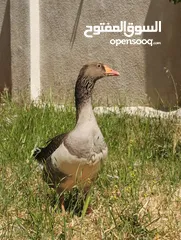 2 جوز وز حجم جامبو للبيع او للبدل على جاج بياض موجود في جرش