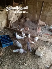  14 حمام للبيع في الزرقاء العالوك بجانب بقالة الصقر التواصل عبر الواتس اب