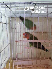  1 جوز فيشر للبدل على أنثى روز