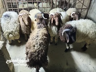 9 خرفان أضاحي للبيع اوزان لحم صافي 25