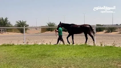  9 فرس انجليزية للبيع لتعليم الاطفال ركوب الخيل