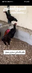  3 دجاج وبيض عضوي