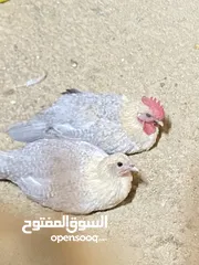  1 دجاج قولد  عمرهم 3 شهور