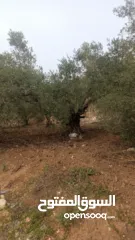  10 القبة الذهبية  اراضي بلعا دير الغصون