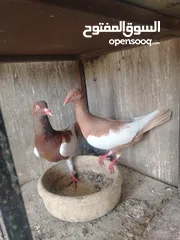  13 جواز و حبات