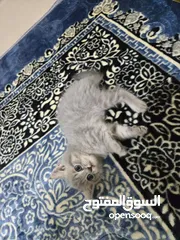  3 قطط ذكور ،،