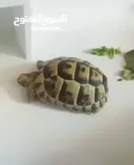  4 turtles. 3yearss age  home