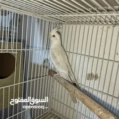  4 جواز كوكتيل البينو منتجات للبيع