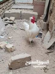  2 نعيد النشر ديج عربي