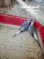  1 يوجد حمام ماسي شغال