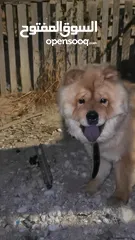  3 للبيع او البدل ع مالينو انثى