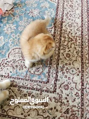  6 Scottish Fold Ny12 kitten and Scottish straight pure سكوتش فولد جولدن بيور  مستوى ممتاز ما شاء