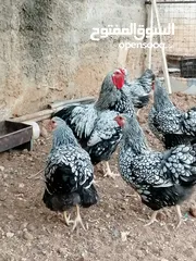  3 جاج ويندوت سيلفر